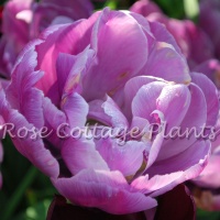 Tulipa 'Tabledance'