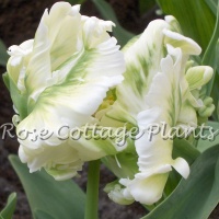 Tulipa 'White Rebel'