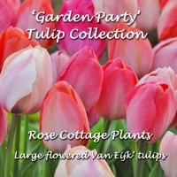 'Garden Party' Tulip Collection