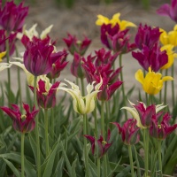 'Dance Parade' Lily Flowered Tulip Collection