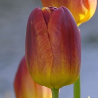 Tulipa 'Amberglow'