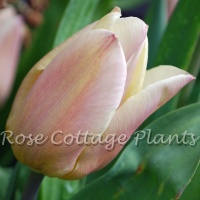 Tulipa 'Apricot Copex'