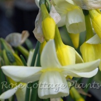 Narcissus triandrus 'Moonlight Sensation'