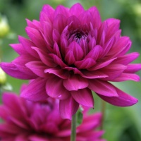 Dahlia 'Berner Oberland'