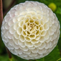 Dahlia 'Small World'