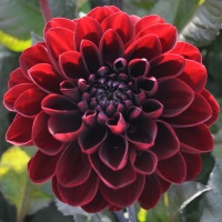 Dahlia 'Manoa'