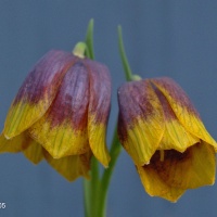 Fritillaria michailovskyi