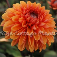 Dahlia 'Love of my Life'