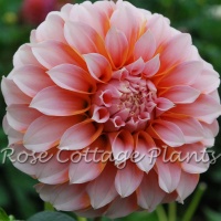 Dahlia 'Peaches'