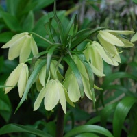 Fritillaria raddeana