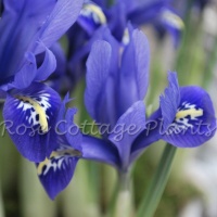 Iris reticulata 'Harmony'