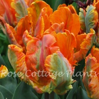 Tulipa 'Prinses Irene Parrot'