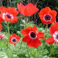 Anemone Coronaria