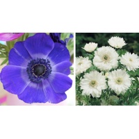Anemone coronaria ‘Blue white Mix’