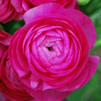 Ranunculus 'Aviv' rose