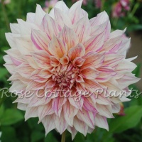 Dahlia 'Café au Lait Twist'