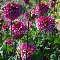 Dahlia 'Laughing Lizza' (Laughing Lizzy)