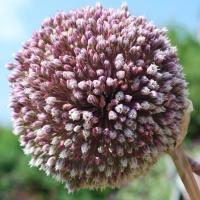 Allium 'Summer Drummer'