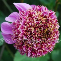 Dahlia 'Fenna Baaij' AGM