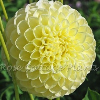 Dahlia 'Polventon Supreme'