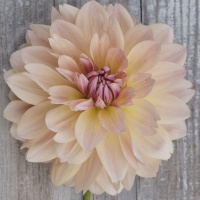 Dahlia 'Joel's Favourite'