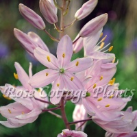 Camassia leichtlinii 'Pink Star'