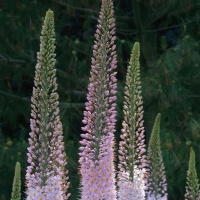 Eremurus 'Foxtrot'