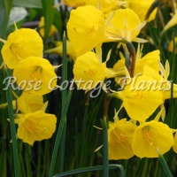 Narcissus bulbocodium 'Golden Bells'