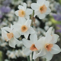 Narcissus 'Doll Baby'