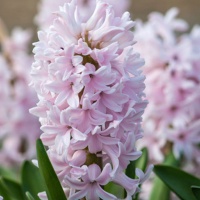 Hyacinth 'China Pink'