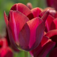Tulipa 'La Paz'