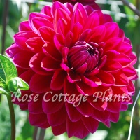 Dahlia 'Anne Cornelia'