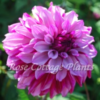 Dahlia 'Cranberry Classic' Dahlia 'Cranberry Classic'