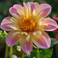 Dahlia 'Pepita Pink'