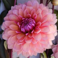 Dahlia 'Sweet Sanne'