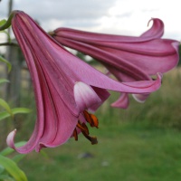 Lilium 'Pink Perfection' AGM