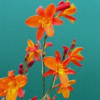 Crocosmia 'Constance' AGM