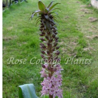 Eucomis 'Indian Summer'