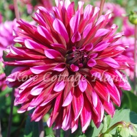 Dahlia 'Tanita'