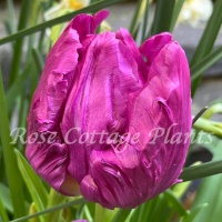 Tulipa 'Parrot Prince'