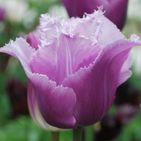 Tulipa 'Blue Heron' AGM