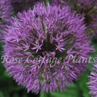 Allium 'Powder Puff'