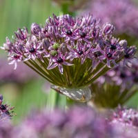 Allium 'Starlight'