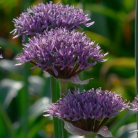 Allium 'New York'