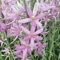 Camassia leichtlinii 'Sweet Candle'