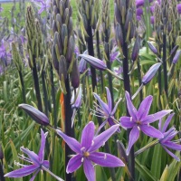 Camassia leichtlinii 'Violet Candle'