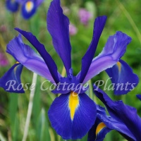 Iris hollandica 'Purple Sensation'
