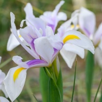 Iris hollandica 'Carmen'