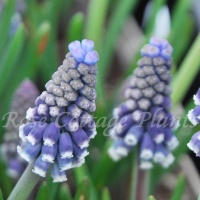Muscari armeniacum 'Night Eyes' Muscari armeniacum 'Night Eyes'