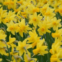Narcissus 'Mother Duck'